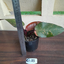 Load image into Gallery viewer, #G33 Philodendron Orange Princess