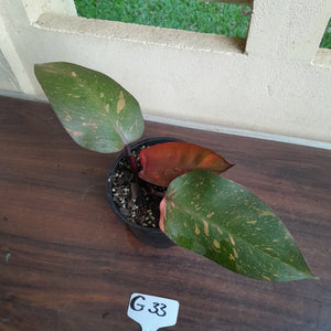 #G33 Philodendron Orange Princess