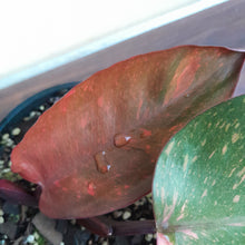 Load image into Gallery viewer, #G33 Philodendron Orange Princess
