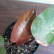 Load image into Gallery viewer, #G33 Philodendron Orange Princess