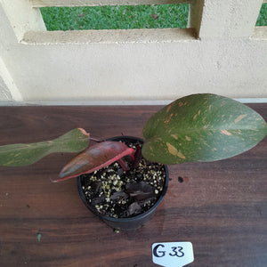 #G33 Philodendron Orange Princess