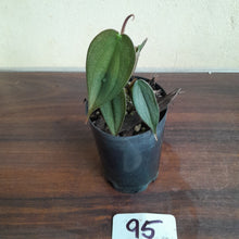 Load image into Gallery viewer, #95 Philodendron Burle Marx Fantasy