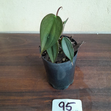 #95 Philodendron Burle Marx Fantasy