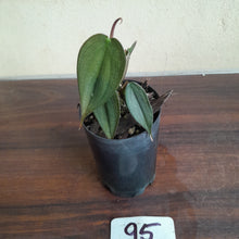 Load image into Gallery viewer, #95 Philodendron Burle Marx Fantasy