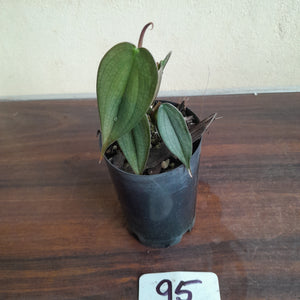 #95 Philodendron Burle Marx Fantasy