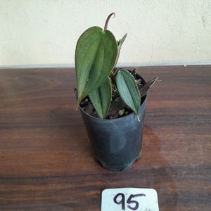 #95 Philodendron Burle Marx Fantasy