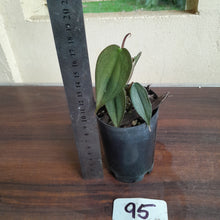 Load image into Gallery viewer, #95 Philodendron Burle Marx Fantasy