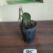 Load image into Gallery viewer, #95 Philodendron Burle Marx Fantasy