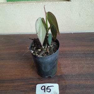 #95 Philodendron Burle Marx Fantasy