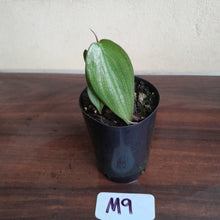 Load image into Gallery viewer, #M9 Philodendron Burle Marx Fantasy