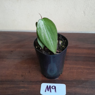 #M9 Philodendron Burle Marx Fantasy