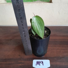 Load image into Gallery viewer, #M9 Philodendron Burle Marx Fantasy