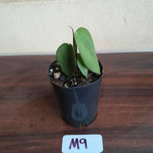 Load image into Gallery viewer, #M9 Philodendron Burle Marx Fantasy
