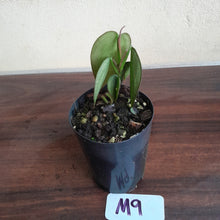 Load image into Gallery viewer, #M9 Philodendron Burle Marx Fantasy