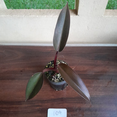 #109 Philodendron Black Knight