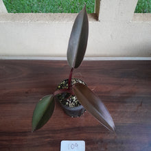Load image into Gallery viewer, #109 Philodendron Black Knight