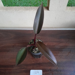 #109 Philodendron Black Knight