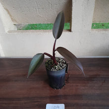 Load image into Gallery viewer, #109 Philodendron Black Knight