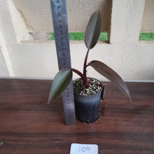 Load image into Gallery viewer, #109 Philodendron Black Knight