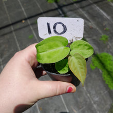 Load image into Gallery viewer, #10 Anthurium Betty Sanguineum x