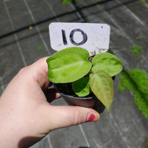 #10 Anthurium Betty Sanguineum x
