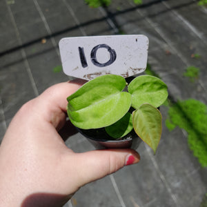#10 Anthurium Betty Sanguineum x