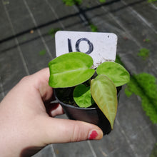 Load image into Gallery viewer, #10 Anthurium Betty Sanguineum x