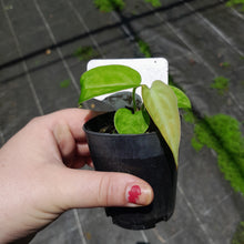 Load image into Gallery viewer, #10 Anthurium Betty Sanguineum x