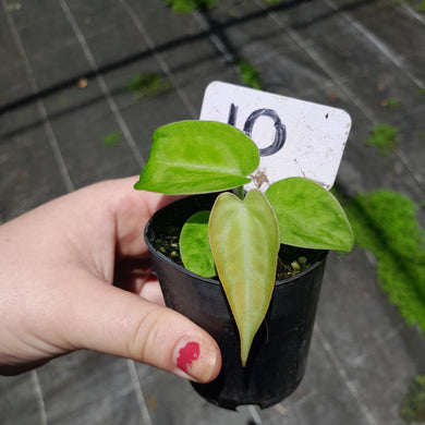 #10 Anthurium Betty Sanguineum x