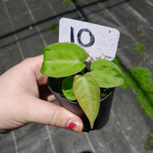 Load image into Gallery viewer, #10 Anthurium Betty Sanguineum x