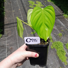 Load image into Gallery viewer, #G25 Philodendron Eximium