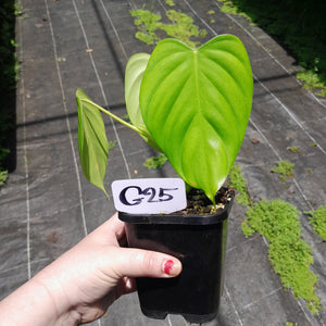 #G25 Philodendron Eximium