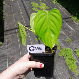 #G25 Philodendron Eximium