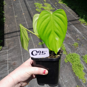 #G25 Philodendron Eximium