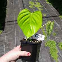 Load image into Gallery viewer, #G25 Philodendron Eximium
