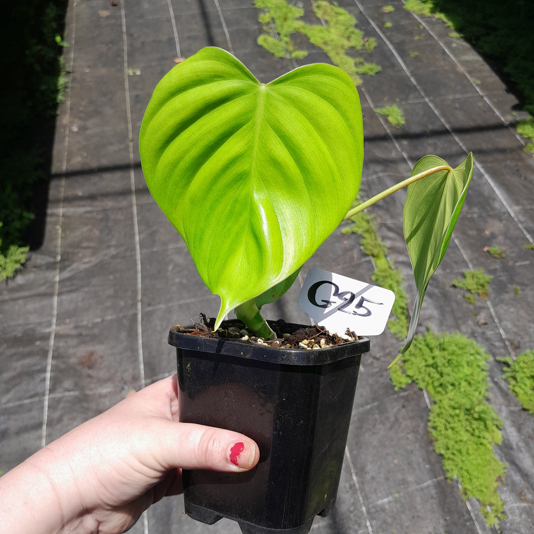 #G25 Philodendron Eximium