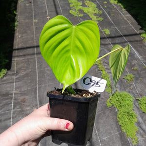 #G25 Philodendron Eximium