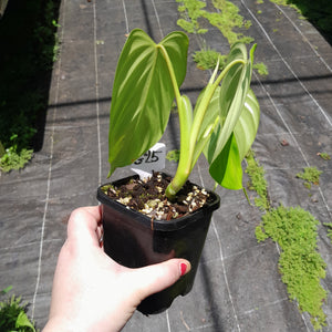 #G25 Philodendron Eximium