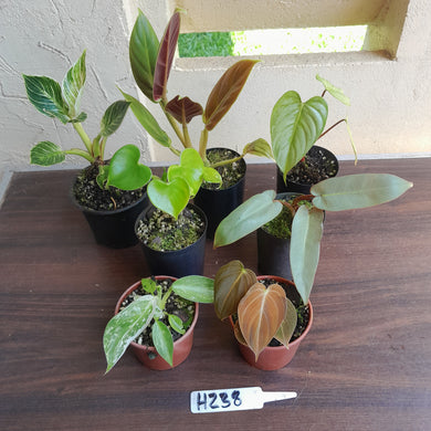 #H238 Baby Philodendron Pack - 7 x Plants