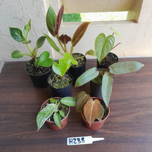 #H238 Baby Philodendron Pack - 7 x Plants