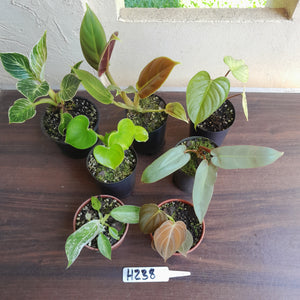 #H238 Baby Philodendron Pack - 7 x Plants