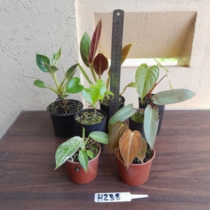 #H238 Baby Philodendron Pack - 7 x Plants