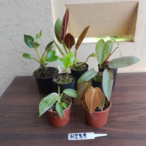 #H238 Baby Philodendron Pack - 7 x Plants