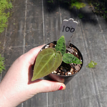 Load image into Gallery viewer, #100 Anthurium Dark Complex