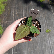 Load image into Gallery viewer, #100 Anthurium Dark Complex