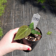 Load image into Gallery viewer, #100 Anthurium Dark Complex