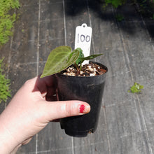 Load image into Gallery viewer, #100 Anthurium Dark Complex
