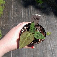Load image into Gallery viewer, #100 Anthurium Dark Complex