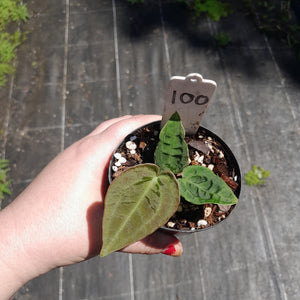 #100 Anthurium Dark Complex