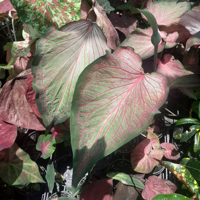 #R62 Caladium